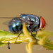 זבובים - Photo (c) Sam Fraser-Smith,  זכויות יוצרים חלקיות (CC BY)