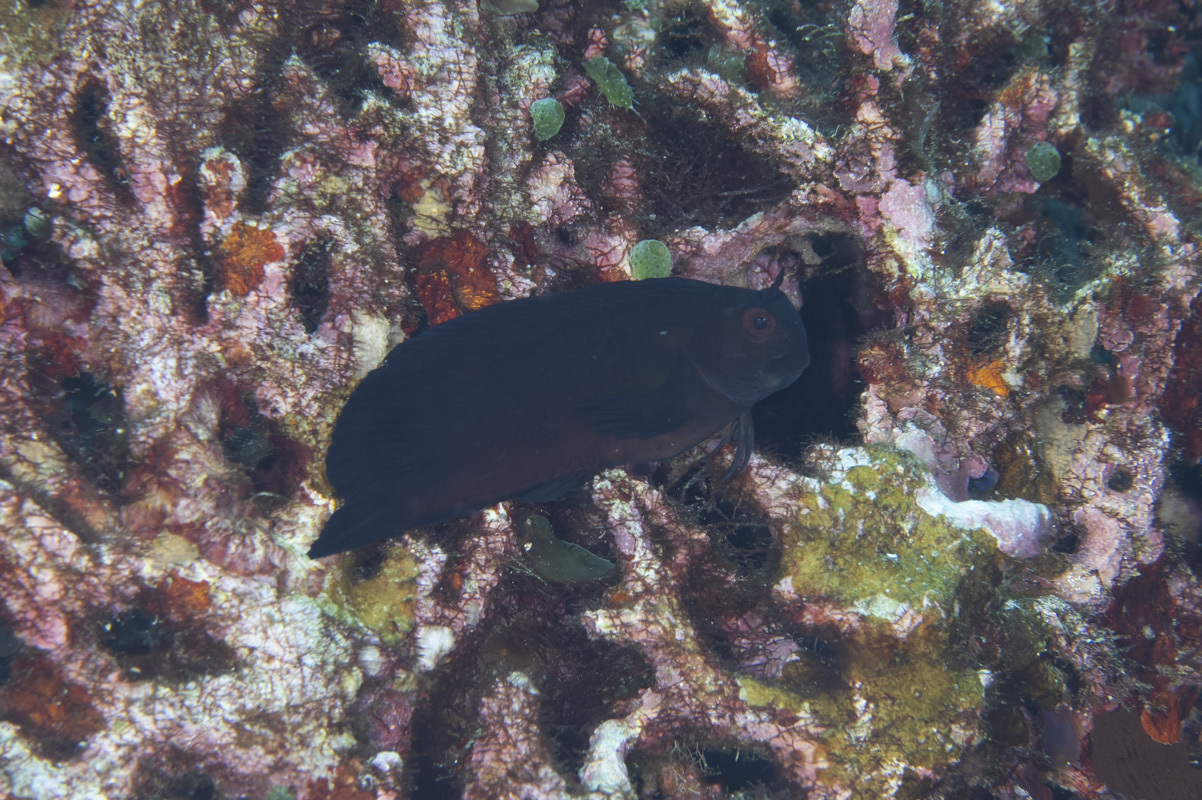 Hosokawa's Coral Blenny photo 5