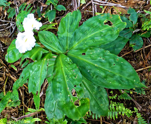 Costus afer (Costus afer)