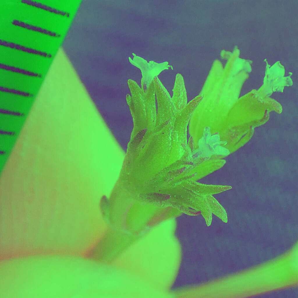 Valerianella triceras