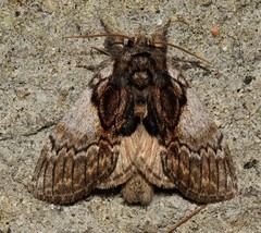 Peridea basitriens