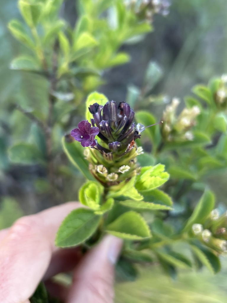 Stachytarpheta puberula
