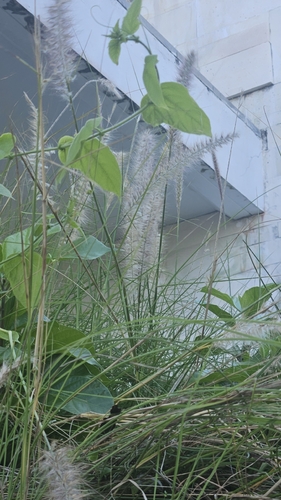Pennisetum orientale iNat (3)
