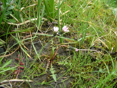 Taraxacum byrrangicum