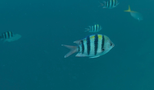 Abudefduf vaigiensis