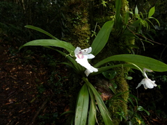 Miltoniopsis warscewiczii image