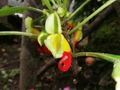 Impatiens niamniamensis
