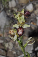 Ophrys sphegodes provincialis
