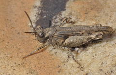 Acrotylus fischeri