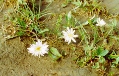 Taraxacum byrrangicum