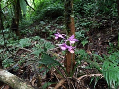 Calanthe masuca