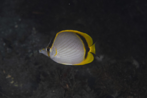 Chaetodon selene observed 2026-05-04