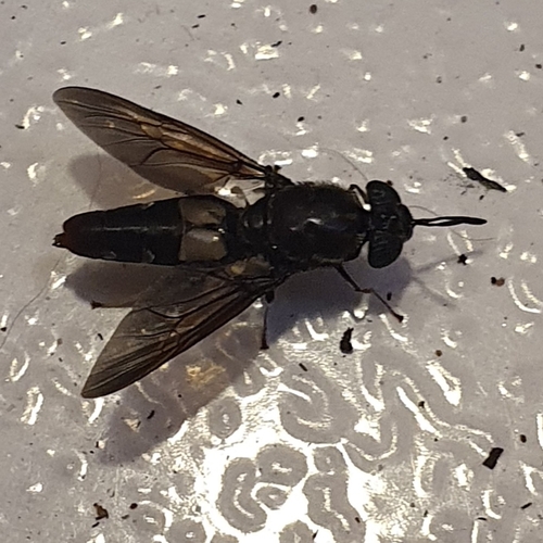 Black Soldier Fly