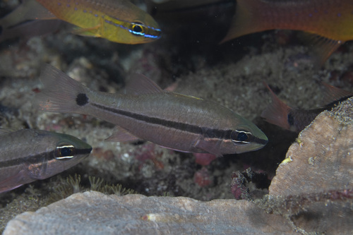 Pristiapogon fraenatus observed 2026-05-04