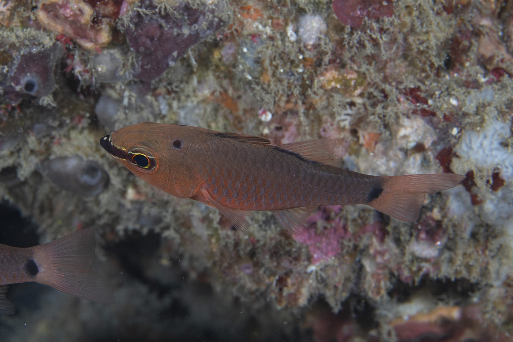 False Ear-spot Cardinalfish (Ostorhinchus jenkinsi)
