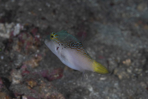 Canthigaster epilampra observed 2026-05-04