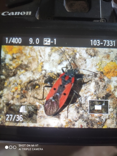 Cretan Seed Bug