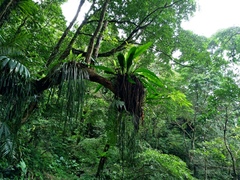Haplopteris elongata