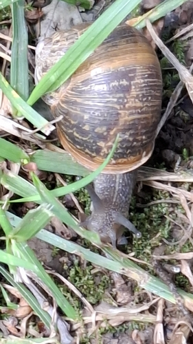 Cornu aspersum