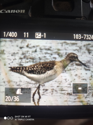 Wood Sandpiper