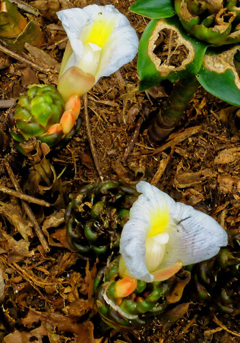 Costus dubius (Costus dubius)