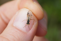 Aglaostigma fulvipes