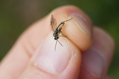 Aglaostigma fulvipes