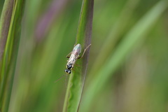 Aglaostigma fulvipes