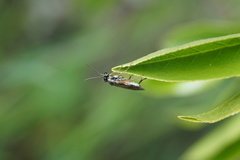 Aglaostigma fulvipes
