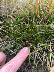 (c) Ben, some rights reserved (CC BY) Coprosma atropurpurea, photograph (c) Ben, some rights reserved (CC BY)