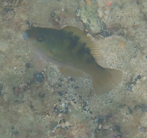 Scarus hoefleri