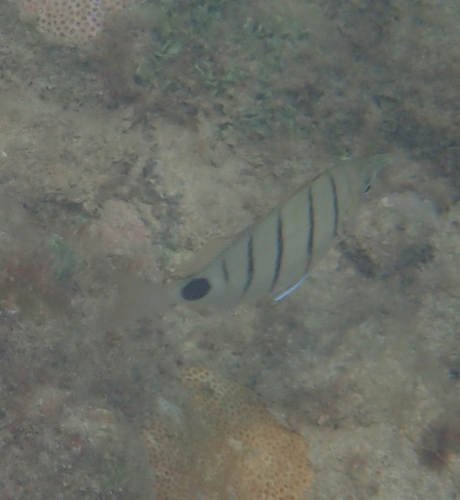 Diplodus lineatus