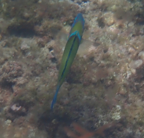 Thalassoma pavo