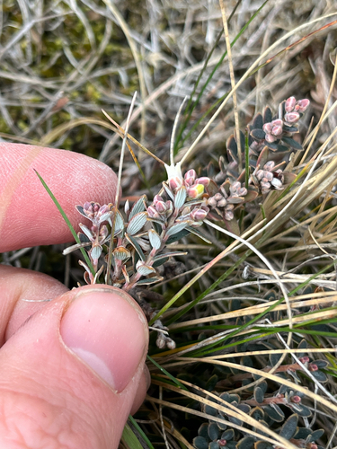 Acrothamnus colensoi, photograph 5