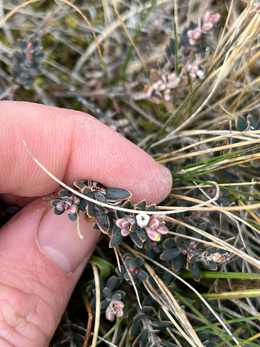 Acrothamnus colensoi, photograph 4