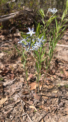 Amsonia ciliata