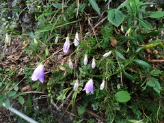 Adenophora morrisonensis