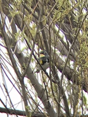 Setophaga coronata coronata × auduboni