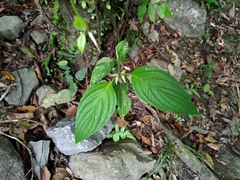 Viburnum urceolatum