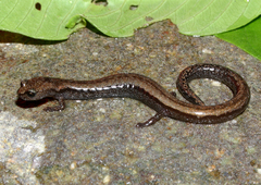 Batrachoseps altasierrae