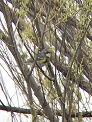Setophaga coronata coronata × auduboni