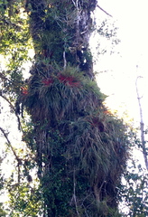 Fascicularia bicolor