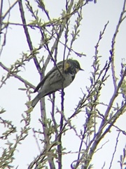 Setophaga coronata coronata × auduboni