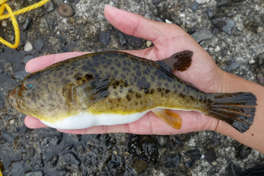 Panther Puffer