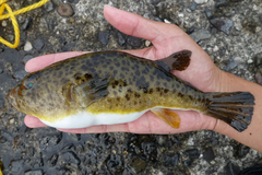 Panther Puffer photo 1