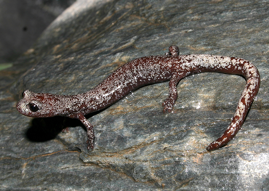 Inyo Mountains Salamander