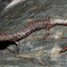 Inyo Mountains Salamander - Photo (c) Flaxington, some rights reserved (CC BY-NC), uploaded by Flaxington