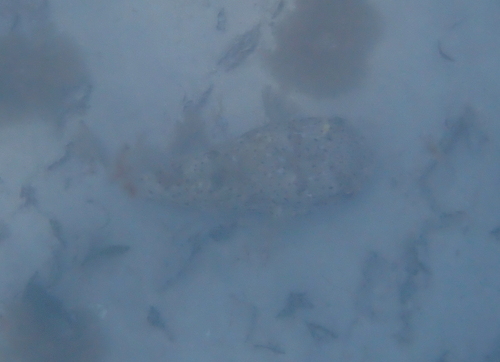 Diodon holocanthus