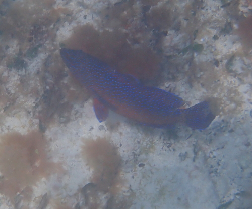 Cephalopholis taeniops