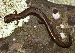 Batrachoseps diabolicus